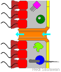 alat-pernapasan-pada-porifera