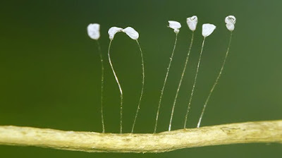 Udumbara flower