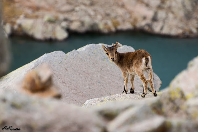 Cada generación de cabra montés de Gredos hereda una genética empobrecida por el cuello de botella que sufrió la subespecie a principios del siglo XX cuando quedaron tan solo doce ejemplares. Laguna Cimera, Gredos (Ávila).