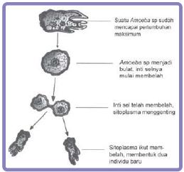 PERKEMBANGBIAKAN HEWAN