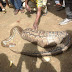 PHOTOS: SNAKE SWALLOWED A  LIVE GOAT IN GWAGWALADA ABUJA {via @234vibes }