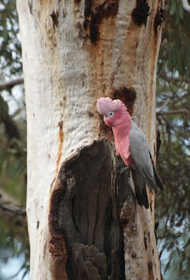 Galah (Eolophus roseicapilla)