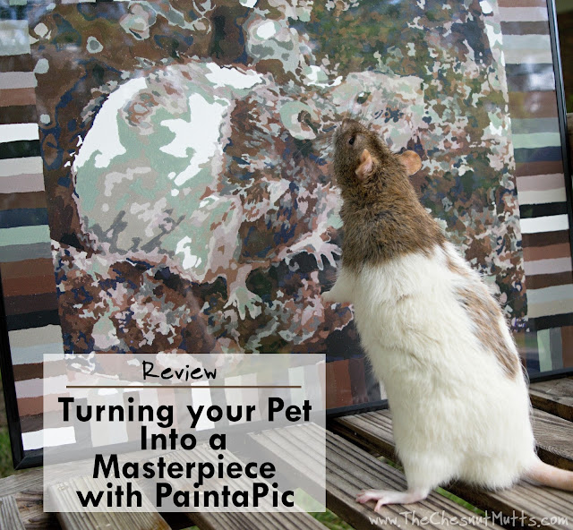 Review: Turning your Pet Into a Masterpiece with PaintaPic