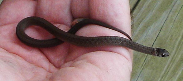 Rat Snake (Elaphe obsoleta)