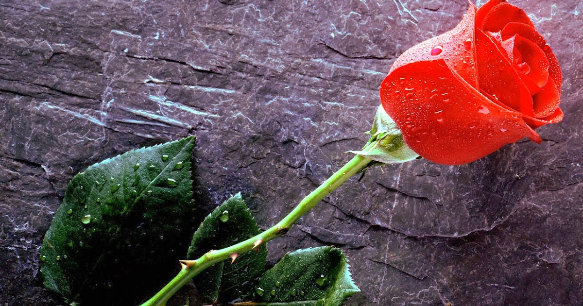 Setangkai Bunga Mawar Indah Nan Cantik : Kumpulan Gambar 