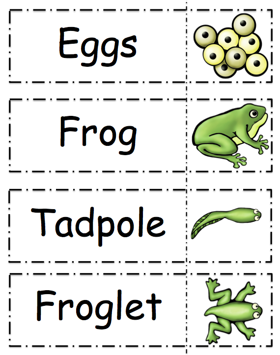Life Cycle Of A Frog Printable 9