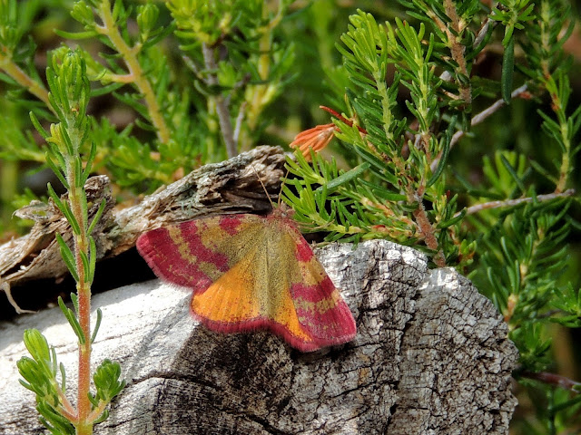 Hembra de Lythria sanguinaria