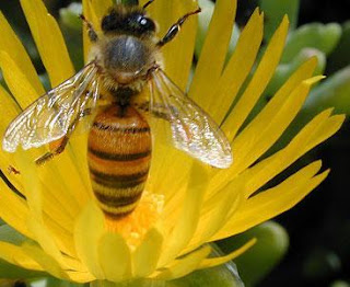 Foto de la abeja