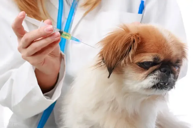 4 Types and Causes of Ear Infections in Dogs