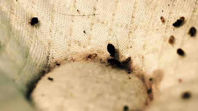 ... bed bug feces pictures http www bedbugsupply com bed bug feces