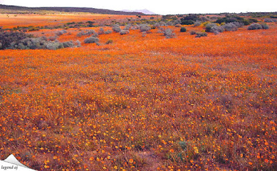 南アフリカ・マナクワランド地方・デージーの花咲く荒野 Wild-flower, South Africa／©legend ej