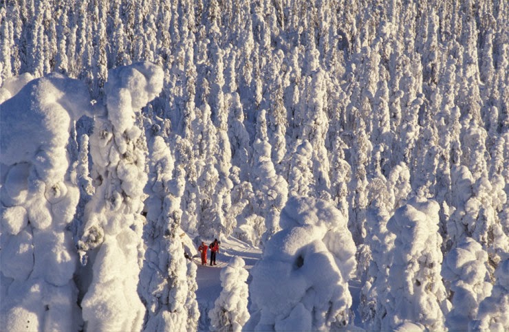 Go Skiing in Oulanka National Park in Finland