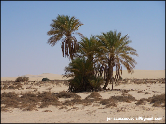 Oasis de Siwa