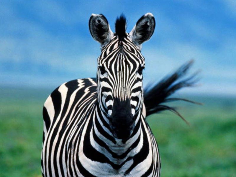True Wild Life Zebra The zebra is best known for the black and white 