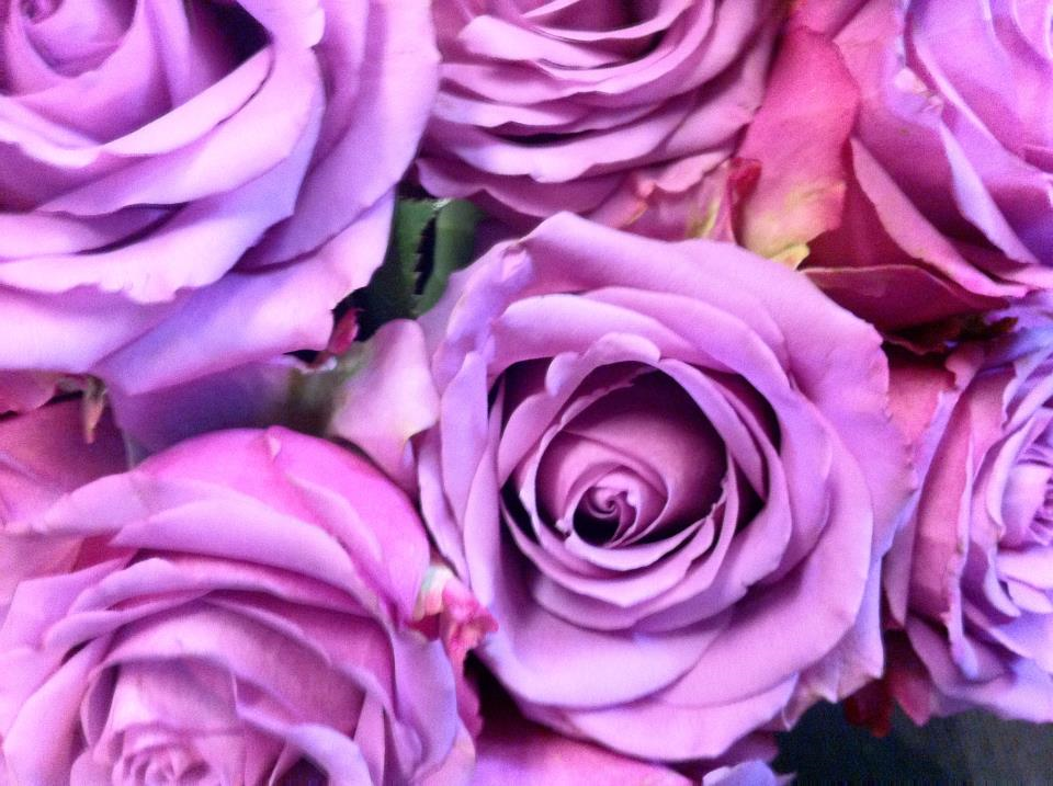 types of flowers in new zealand Lavender Rose Varieties | 960 x 717