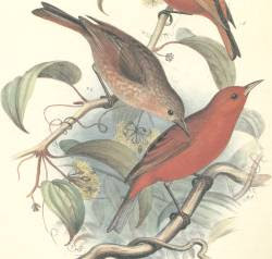 kakawahie Paroreomyza flammea extinction birds of Hawaii