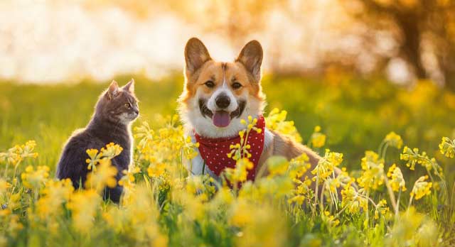 ¿Juegan las mascotas un papel espiritual en nuestras vidas?