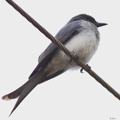 "White-bellied Drongo - Dicrurus caerulescens, sitting on a wire."