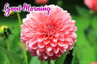 good morning pink flowers