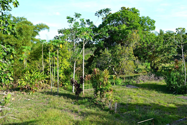 Guyane, Aracouany, Léproserie, Lépreux, Mana