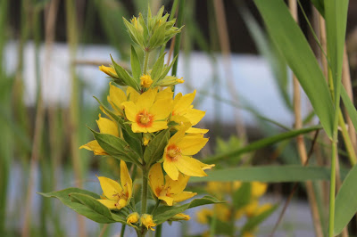 Puntwederik - Túnwylgeblom - Lysimachia punctata