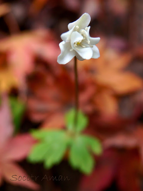 Anemone flaccida