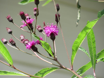 【印刷可能】 紫 花 小さい 337659-紫 花 小さい
