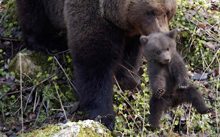 Ursina carries one of her cubs