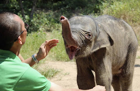 Baby elephant cries after his mother rejects him (4 pics), baby elephant pics, baby elephant cries pics