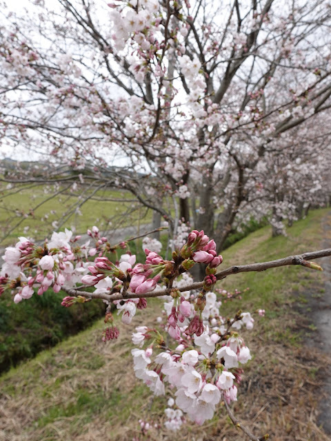 鳥取県西伯郡南部町天萬　小松谷川　九分咲きのソメイヨシノ桜