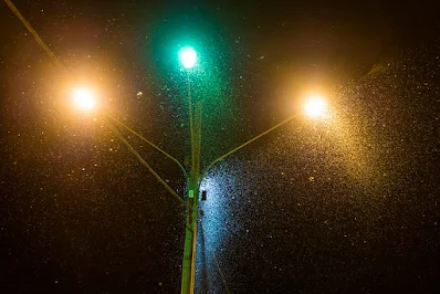 why-insects-rush-towards-the-light-in-bangla