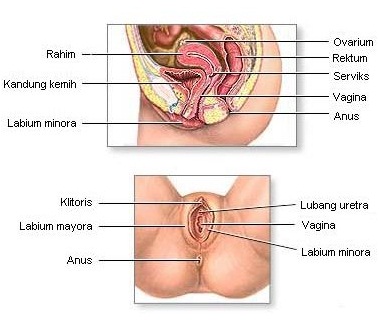 Organ Reproduksi Wanita | Info Kesehatan