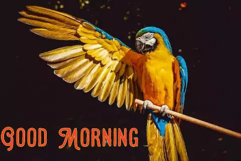 Good morning images with birds