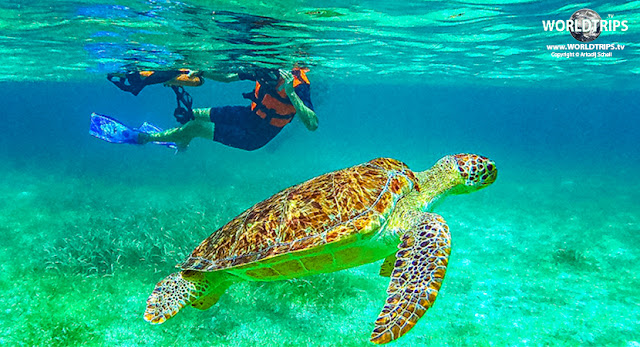 Snorkeling with sea turtles in Akumal Mexico