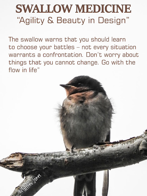 Swallow Totem Meaning