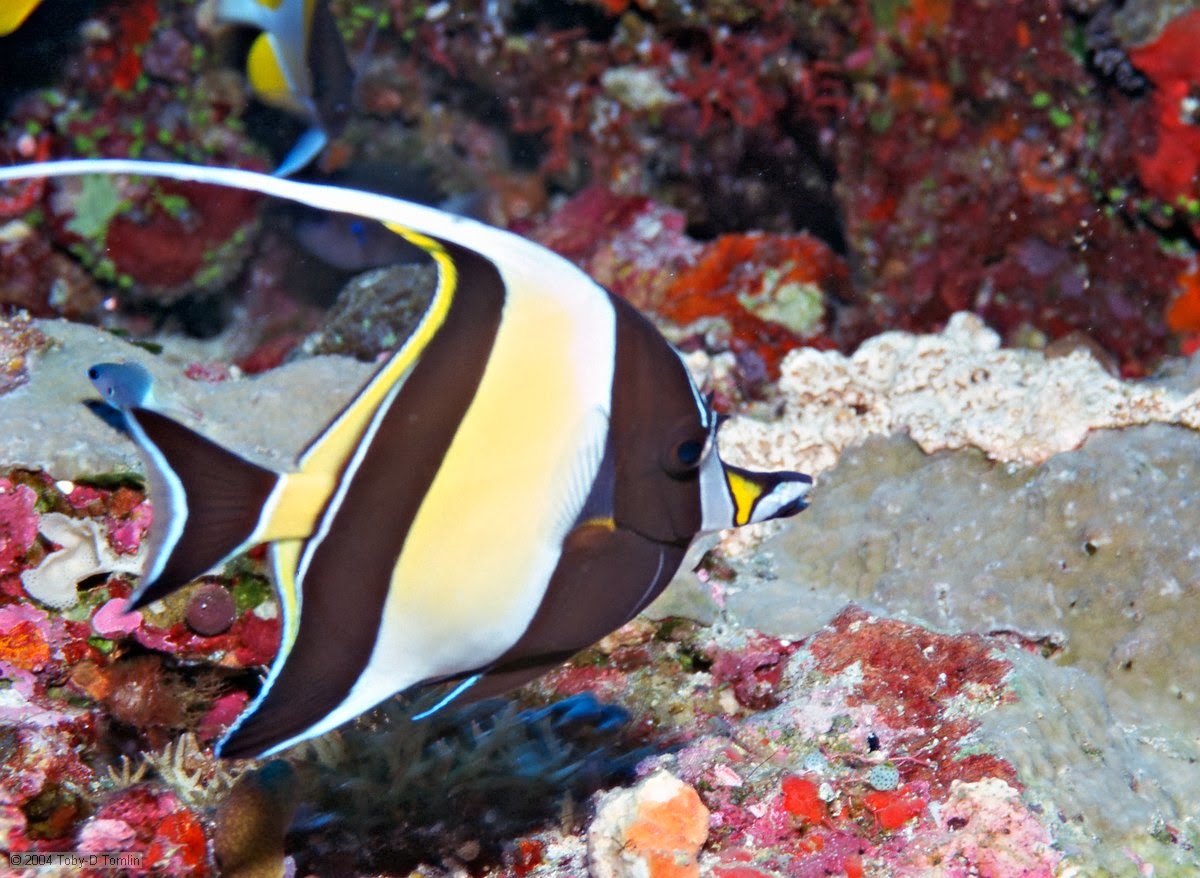 fish share KUMPULAN  GAMBAR  IKAN  HIAS MOORISH IDOL