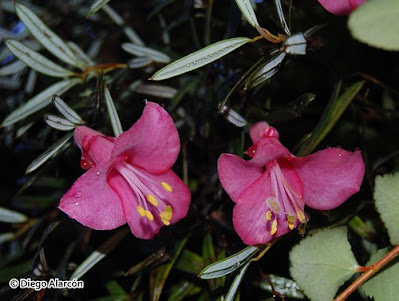 flora del bosque de valdivia