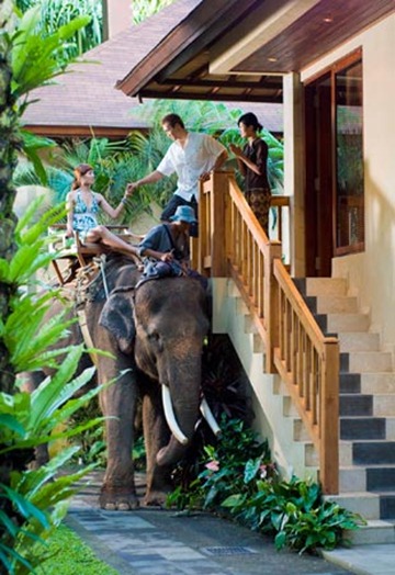 Elephant-Safari-Park-Hotel-Lodge-Bali