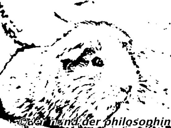 Ausmalbild Meerschweinchen Ausmalbilder - Meerschweinchen Bilder Zum Ausmalen