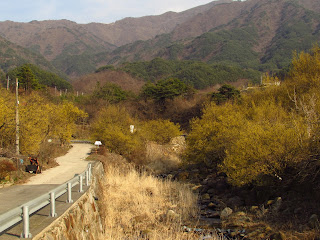 Le jaune des cornouiller 산수유 drape les paysages alentours.