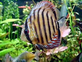 discus fish