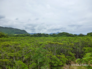 石垣島の吹通川とマングローブ 風景写真（野底-4f）