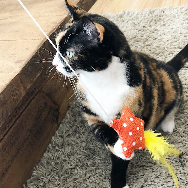 I wasn't planning on adopting a cat this year, but sometimes life takes you in different directions just when you need it. Here's how I came to meet my purrfect Poppy cat...