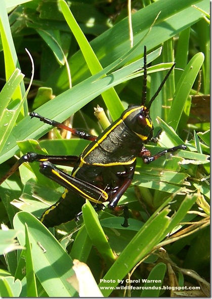 Grasshopper 030cs