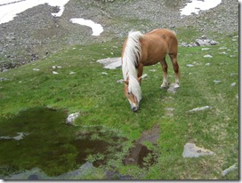 Haflinger