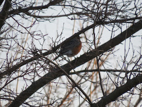 robin in a mulberry tree