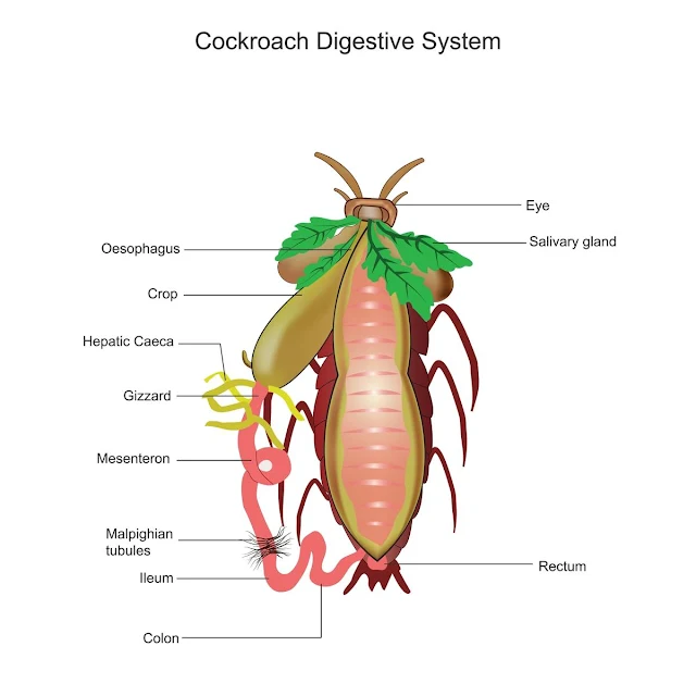 Cockroach anatomy