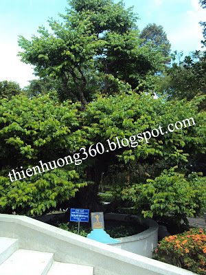 Lăng cụ Phó Bảng: Cây khế được trồng từ năm 1727