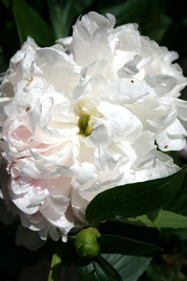 Summer Elements: nostalgia peonies :: All Pretty Things