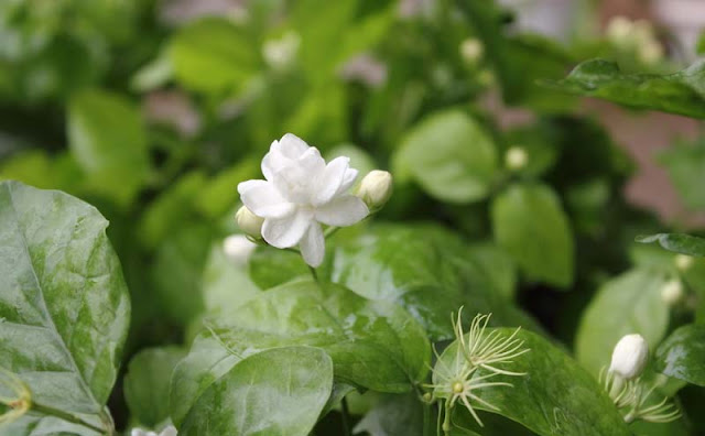 Jasmine Flowers Pictures